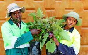 transplanting seedlings into polypots